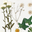 Creativ Pressed Flowers and Leaves - Off-White